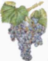 Cpage grenache